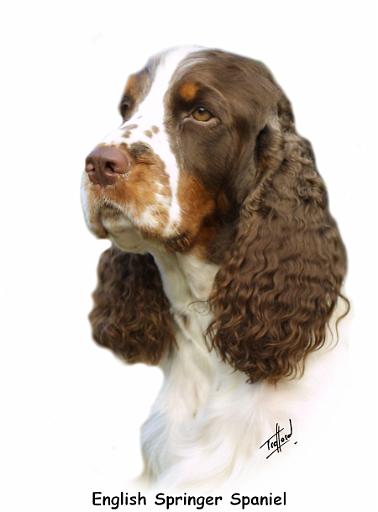 English Springer Spaniel 8M15D-05_2.jpg